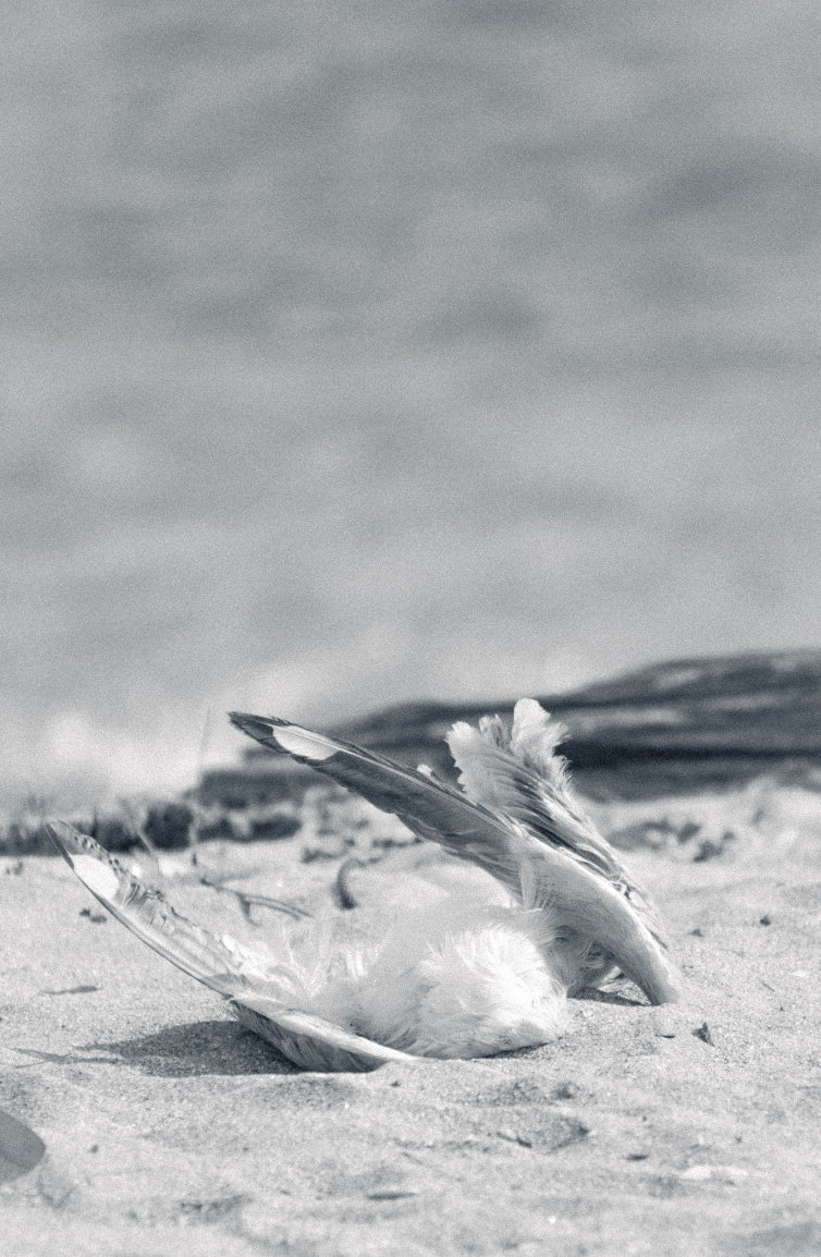 Dead bird